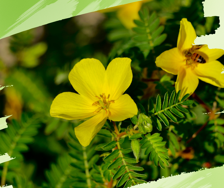 Tribulus Terrestris